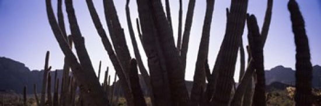 Organ Pipe cacti (Stenocereus thurberi) on a landscape Organ Pipe Cactus National Monument Arizona USA Canvas Art - Panoramic Images (18 x 6)