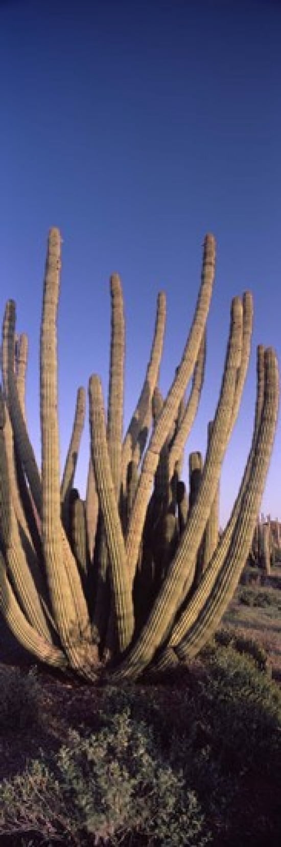 Organ Pipe cacti (Stenocereus thurberi) on a landscape Organ Pipe Cactus National Monument Arizona USA Canvas Art - Panoramic Images (18 x 6)