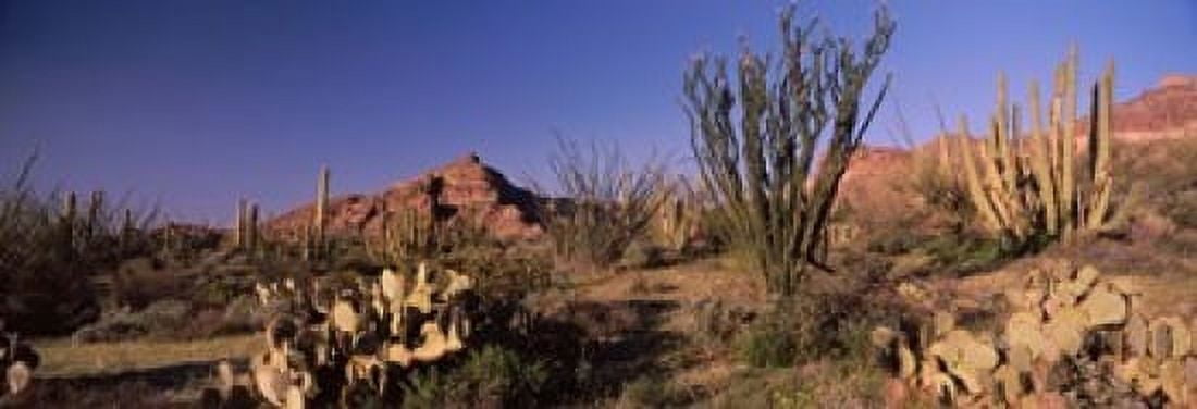 Organ Pipe cacti (Stenocereus thurberi) on a landscape Organ Pipe Cactus National Monument Arizona USA Canvas Art - Panoramic Images (18 x 7)