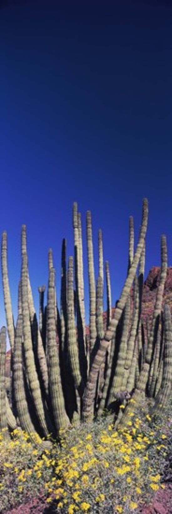 Organ Pipe cacti (Stenocereus thurberi) on a landscape Organ Pipe Cactus National Monument Arizona USA Canvas Art - Panoramic Images (36 x 12)