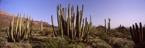 Organ Pipe cacti (Stenocereus thurberi) on a landscape Organ Pipe Cactus National Monument Arizona USA Canvas Art - Panoramic Images (36 x 12)