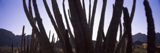 Organ Pipe cacti (Stenocereus thurberi) on a landscape Organ Pipe Cactus National Monument Arizona USA Canvas Art - Panoramic Images (36 x 12)