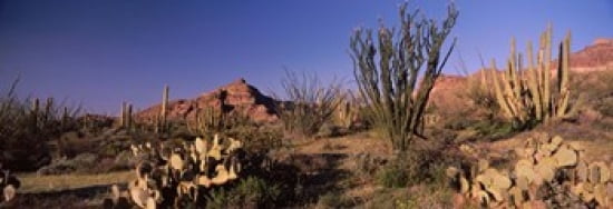 Organ Pipe cacti (Stenocereus thurberi) on a landscape Organ Pipe Cactus National Monument Arizona USA Canvas Art - Panoramic Images (36 x 13)