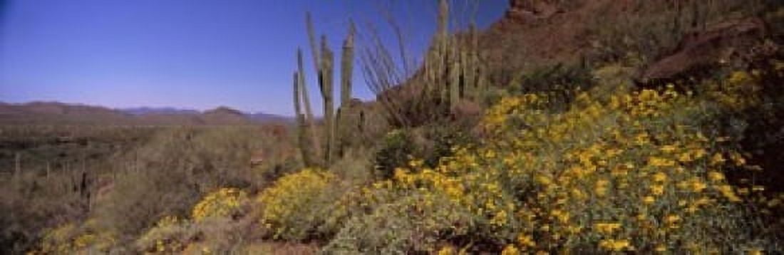 Organ Pipe cactus (Stenocereus thurberi) on a landscape Organ Pipe Cactus National Monument Arizona USA Canvas Art - Panoramic Images (18 x 6)