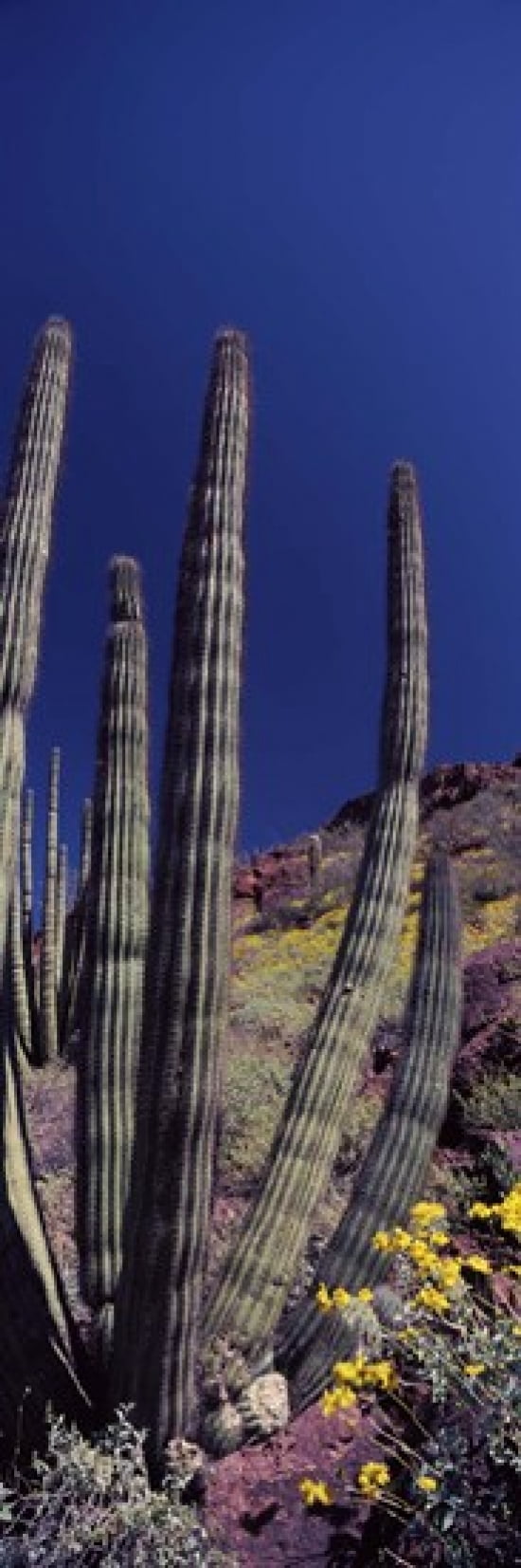 Organ Pipe cactus (Stenocereus thurberi) on a landscape Organ Pipe Cactus National Monument Arizona USA Canvas Art - Panoramic Images (18 x 6)