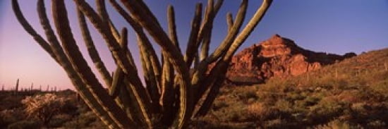 Organ Pipe cactus (Stenocereus thurberi) on a landscape Organ Pipe Cactus National Monument Arizona USA Canvas Art - Panoramic Images (36 x 12)