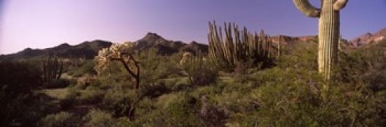 Organ Pipe cactus (Stenocereus thurberi) on a landscape Organ Pipe Cactus National Monument Arizona USA Canvas Art - Panoramic Images (36 x 12)