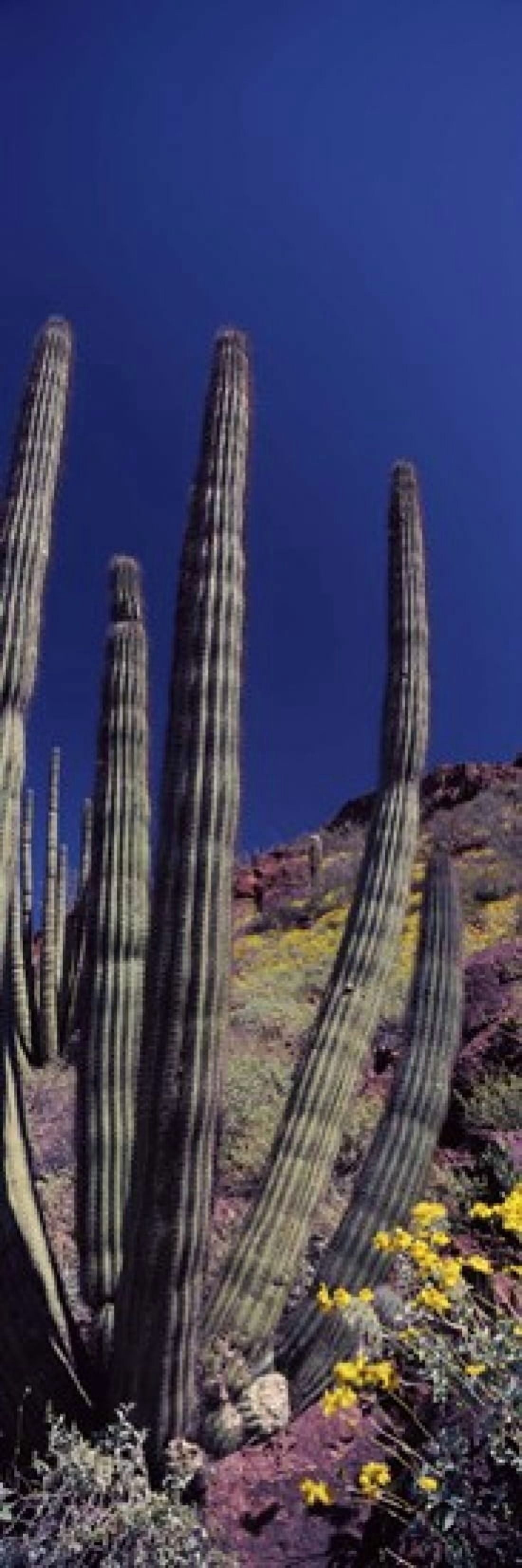 Organ Pipe cactus (Stenocereus thurberi) on a landscape Organ Pipe Cactus National Monument Arizona USA Canvas Art - Panoramic Images (36 x 12)