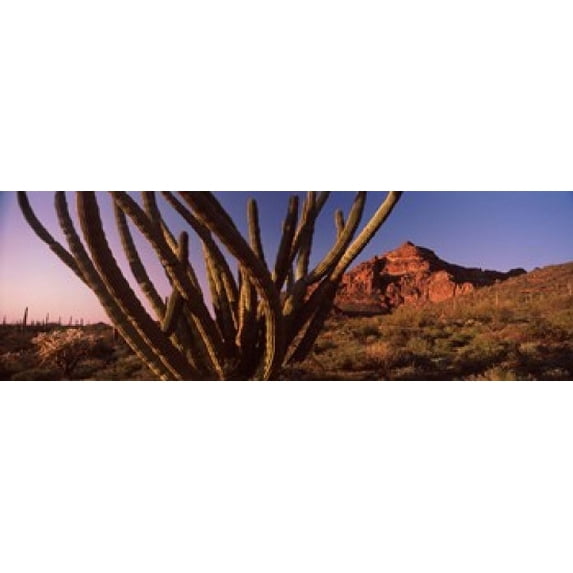 Organ Pipe cactus (Stenocereus thurberi) on a landscape, Organ Pipe Cactus National Monument, Arizona, USA Poster Print (18 x 6)