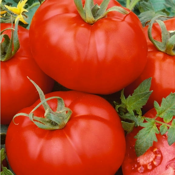 Organic Ace 55 VF Tomato Seeds - 250 Mg Packet ~90 Seeds - Determinate - Heirloom, Non-GMO - Vegetable Gardening