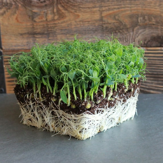 Organic Afila Tendril Pea Microgreens Seeds - 5 Lb Bulk ~7200 Seeds - Non-GMO Micro Pea Shoot Seeds - Lots of Curly Tendrils - Grow Micro Greens