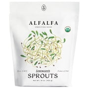 Organic Alfalfa Sprout Seeds 16 oz   Non-GMO, Heirloom Seeds for Sprouting and Microgreens