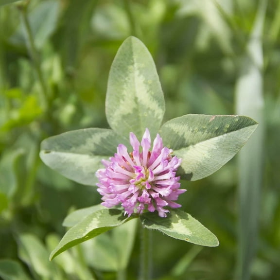 Organic Alsike Clover - 1 OZ ~15,625 Seeds - Organic, Open Pollinated, Non-GMO - Farm & Garden Cover Crop & Forage Seeds