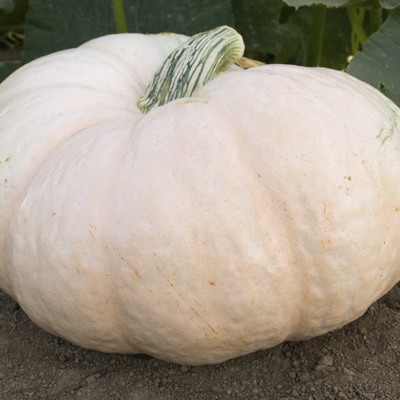 Organic Amish Pie Winter Squash Seeds - 1 Oz ~175 Seeds - Non-GMO, Certified Organic, Heirloom - Vegetable Garden - Cucurbita maxima