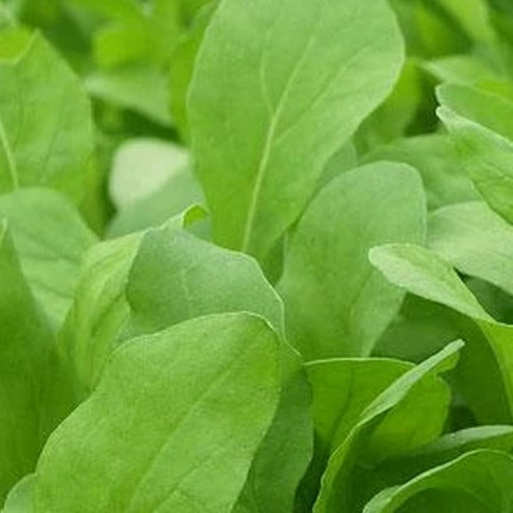 Organic Arugula, Roquette - 1 OZ ~25,000 Seeds - Organic, Non-GMO, Heirloom, Open Pollinated - Vegetable, Herb & Microgreens Seeds