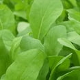 thumbnail image 1 of Organic Arugula, Roquette - 500 mg ~300 Seeds - Organic, Non-GMO, Heirloom, Open Pollinated - Vegetable, Herb & Microgreens Seeds, 1 of 1