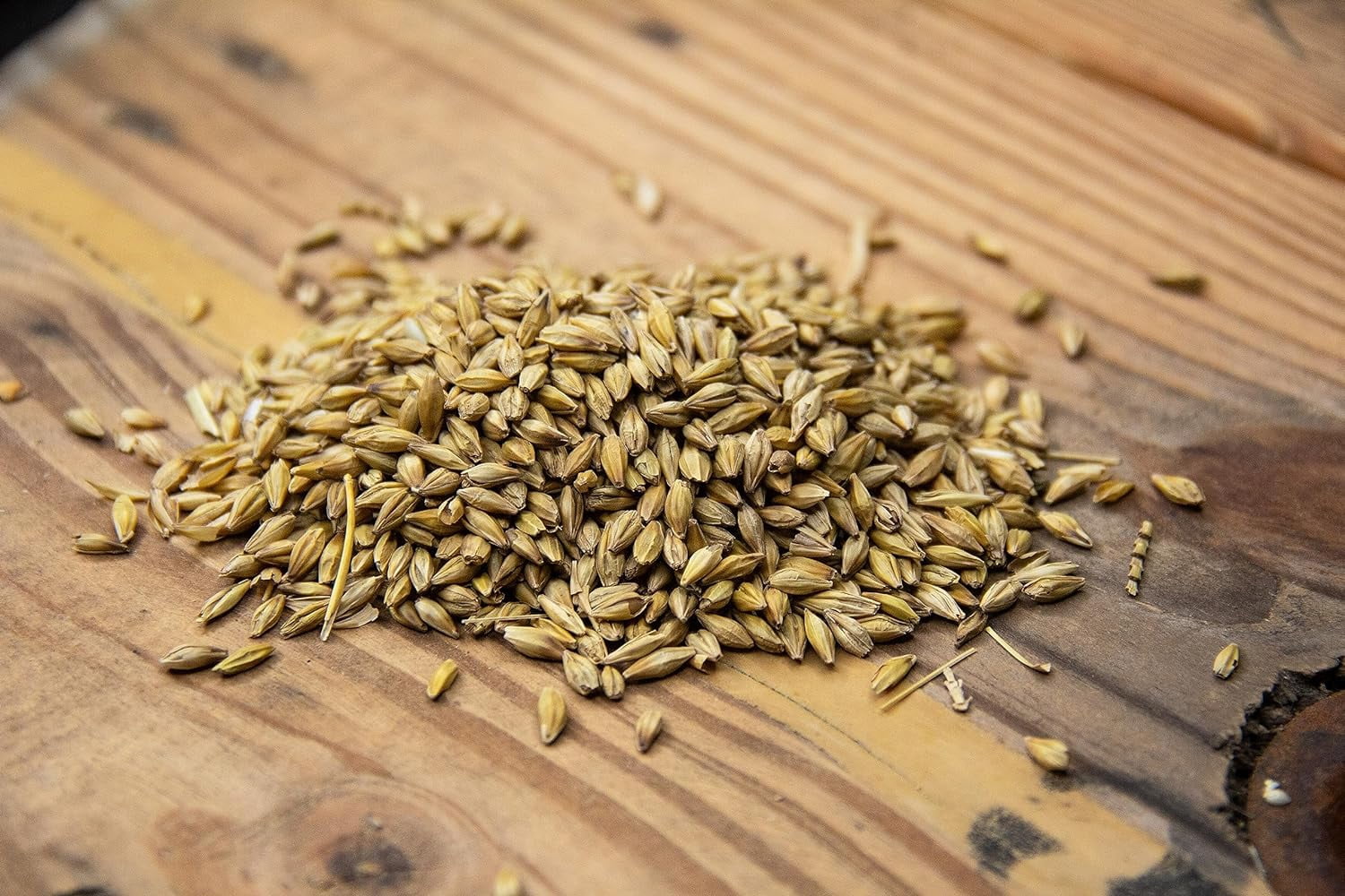 Cebada En Grano Organic Barley For Livestock Certified Organic And Non ...