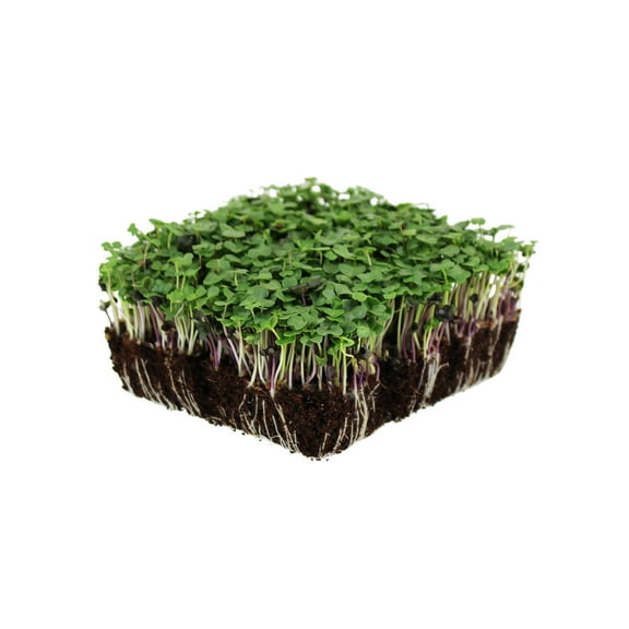 Organic Basic Salad Mix Microgreens Seeds - 4 Oz Resealable Bag - Use for Indoor Gardening, Growing Micro Greens & More | Micro Greens Salad Garden Seeds