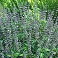 thumbnail image 1 of Organic Basil Herb Garden Seeds - Cinnamon - 1 Oz ~16,000 Seeds - Non-GMO, Heirloom - Herbal Gardening & Microgreens Seeds, 1 of 1