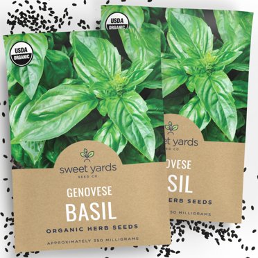 600+ Genovese Basil Seeds - Sweet Annual Herb, Non-GMO, Free Shipping, Easy To Grow