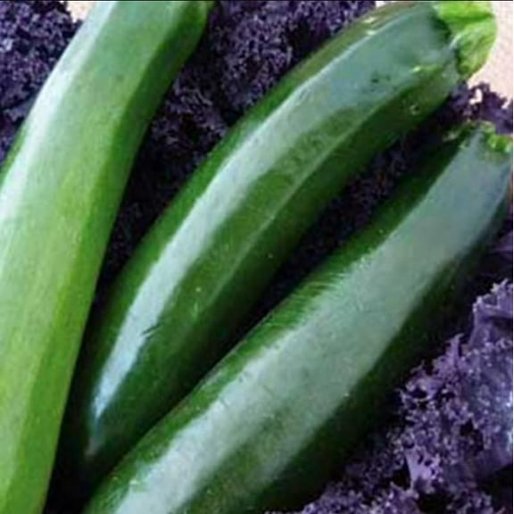 Organic Black Beauty Zucchini Squash - 4 g ~25 Seeds - Non-GMO, Heirloom, Open Pollinated - Vegetable Garden Seeds - AKA: Dark Green Zucchini