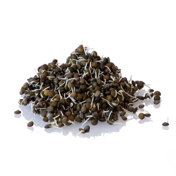 Organic Black Lentil Sprouting Seeds Bulk Storage Can- 5 Lb ~48K Seeds - Grow Non-GMO Sprouts - Delicious & Healthy Living, Raw Food
