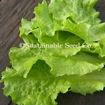 Organic Black Seeded Simpson Lettuce - 500 mg ~400 Seeds - Non-GMO, Open Pollinated, Heirloom, Vegetable Gardening Seeds