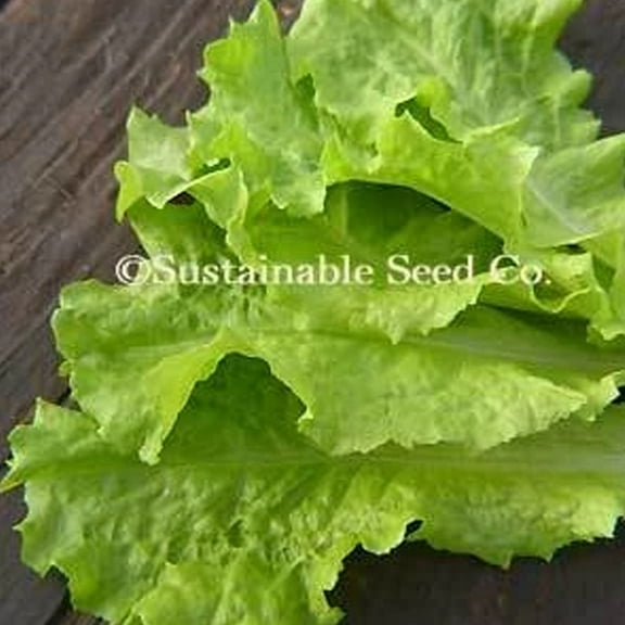Organic Black Seeded Simpson Lettuce - 500 mg ~400 Seeds - Non-GMO, Open Pollinated, Heirloom, Vegetable Gardening Seeds
