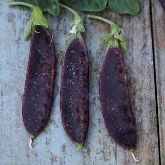 Organic Blue Podded Pea - 1 LB Bulk ~2,000 Seeds - Organic, Non-GMO, Heirloom, Open Pollinated - Farm & Garden Vegetable Gardening Seeds
