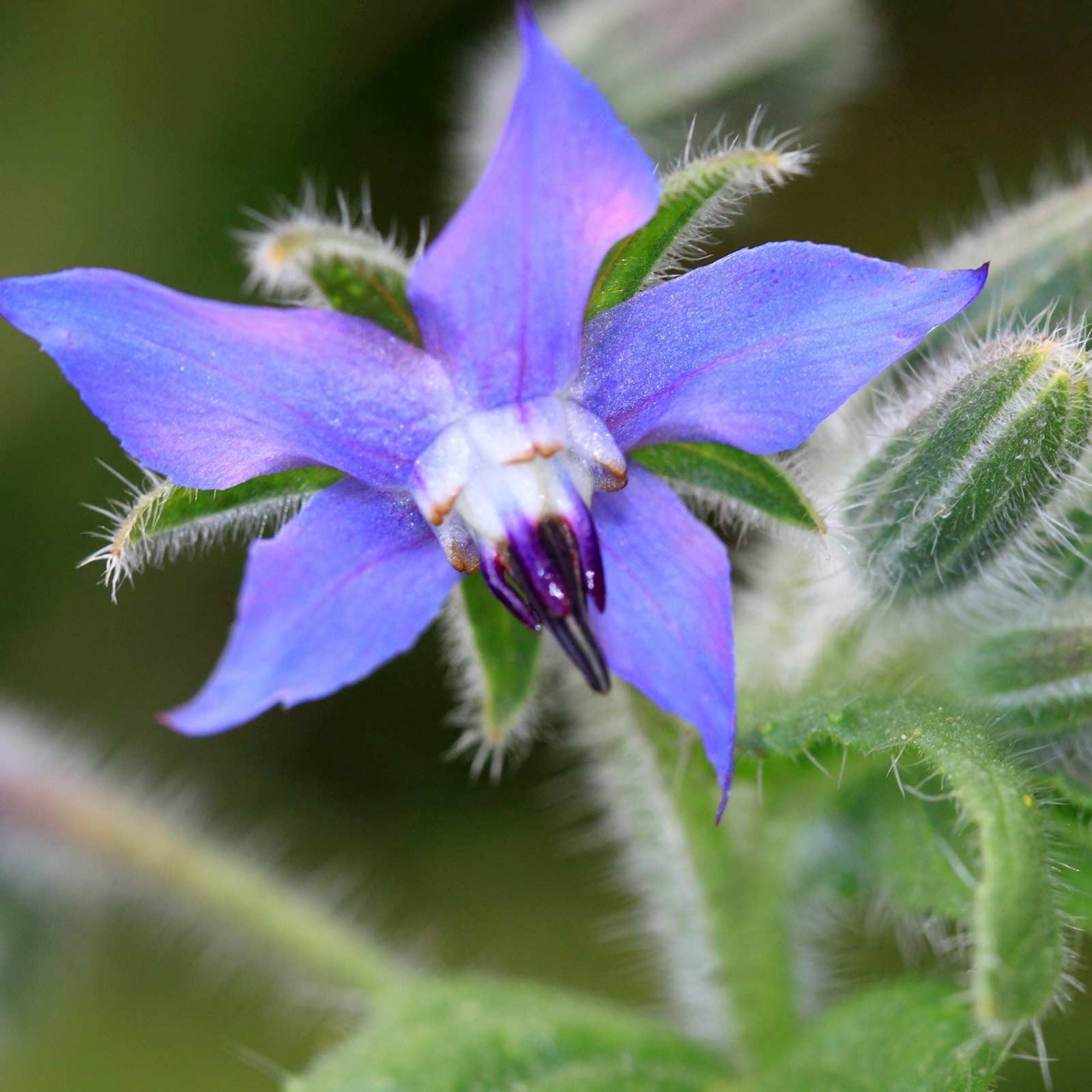 Organic Borage Herb Seeds 4 Oz ~3,812 Seeds – Heirloom, Non-GMO, Fast-Growing – Attracts Pollinators – Culinary & Medicinal Uses – Ideal for Gardens & Containers