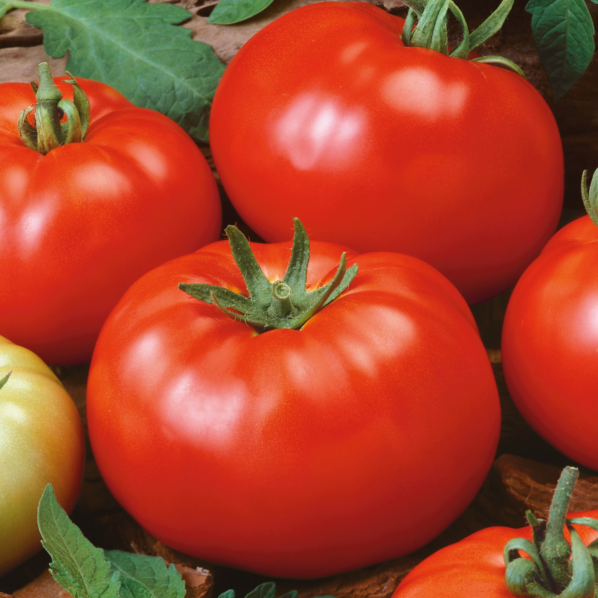 Organic Brandywine Red Tomato Seeds - 4 Oz ~30000 Seeds - Non-GMO, Certified Organic, Heirloom - Vegetable Garden - Lycopersicon esculentum