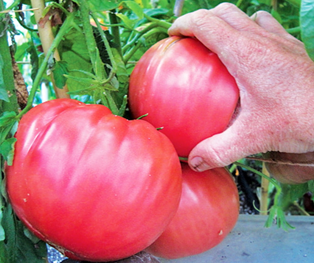 Organic Brandywine Tomato Plant - 4.5 Pot - No GMO's 