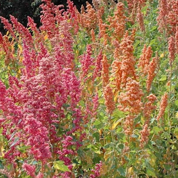 Sustainable Seed Company Organic Brightest Brilliant Rainbow Quinoa 340 Seeds, Non-GMO
