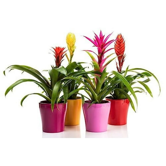 Organic Bromeliad Soil Blend - Enhance The Beauty and Resilience of Your Plants - 20 QUARTS