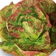 thumbnail image 1 of Organic Brune D'Hiver Romaine Lettuce Seeds - 5 Lb Bulk ~2000000 Seeds - Non-GMO, Certified Organic - Vegetable Garden - Lactuca sativa, 1 of 1