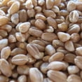 thumbnail image 1 of Organic Buckskin Hard Red Winter Wheat - 5 LB ~40,000 Seeds - Non-GMO, Open Pollinated, Organic - Grain Seeds - Wheat Grass, Cover Crop, More, 1 of 2