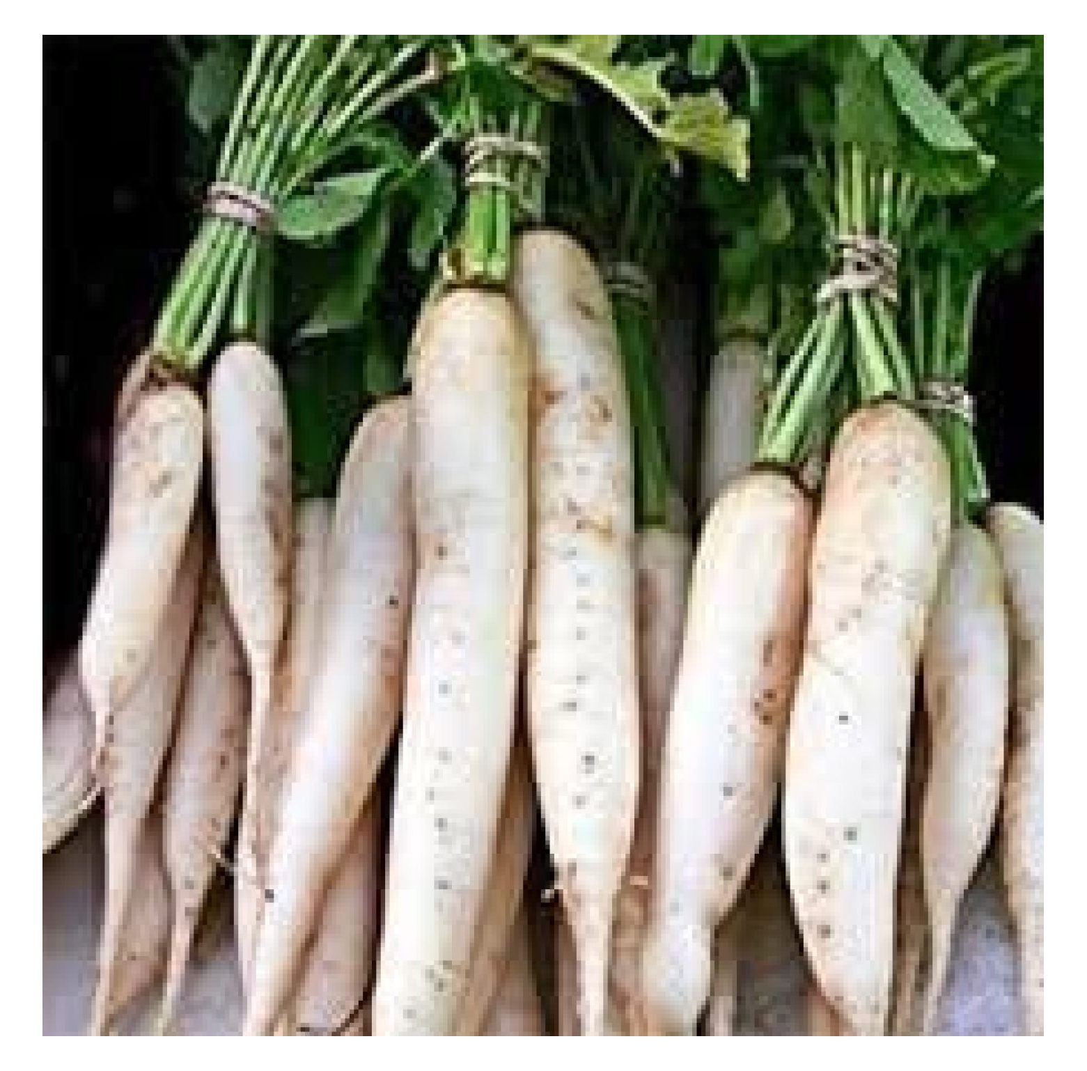 Organic Bulk Daikon Radish Seeds Japanese Minowase (10 Lbs)