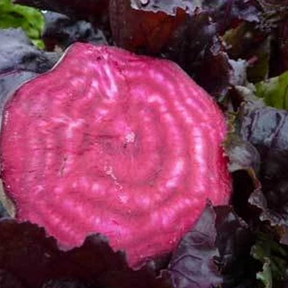 Organic Bulls Blood Beet Seeds - 2 g ~100 Seeds - Non-GMO, Open Pollinated, Heirloom, Vegetable Gardening & Micro Greens Seeds