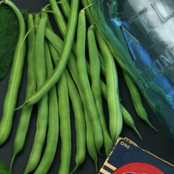 Organic Bush Blue Lake 274 Bean 1/2 OZ ~36 Seeds - Organic Non-GMO Open Pollinated Heirloom Vegetable Gardening Seeds