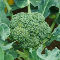 Organic Calabrese Green Sprouting Broccoli Seeds - 1 Oz ~9000 Seeds - Non-GMO, Heirloom - Seeds for Farm, Garden, Sprouts & Microgreens