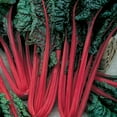 thumbnail image 1 of Organic Cardinal Swiss Chard Seeds - 1 Oz ~1500 Seeds - Non-GMO, Certified Organic - Vegetable Garden, Growing Microgreens - Beta vulgaris, 1 of 1