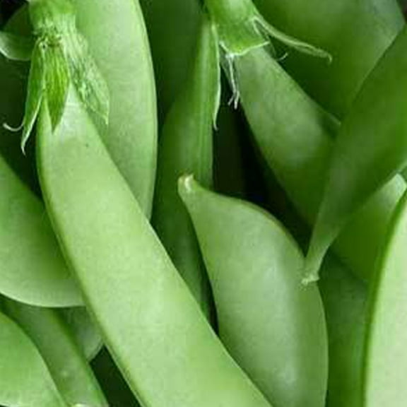 Organic Cascadia Peas - 1/4 LB ~500 Seeds - Organic, Non-GMO, Heirloom, Open Pollinated - Farm & Garden Vegetable Gardening Seeds - Snap Peas