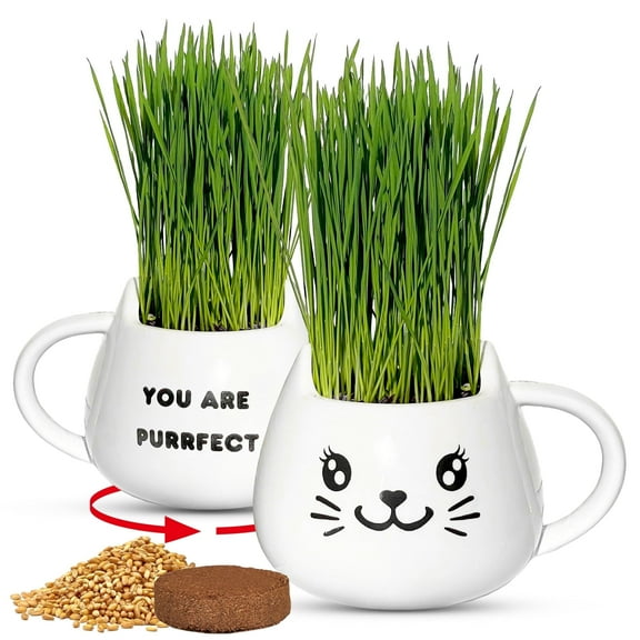 Organic Cat Grass Kit, Hairball Control & Digestion Aid with Seed Mix, Soil, White Cat Planter