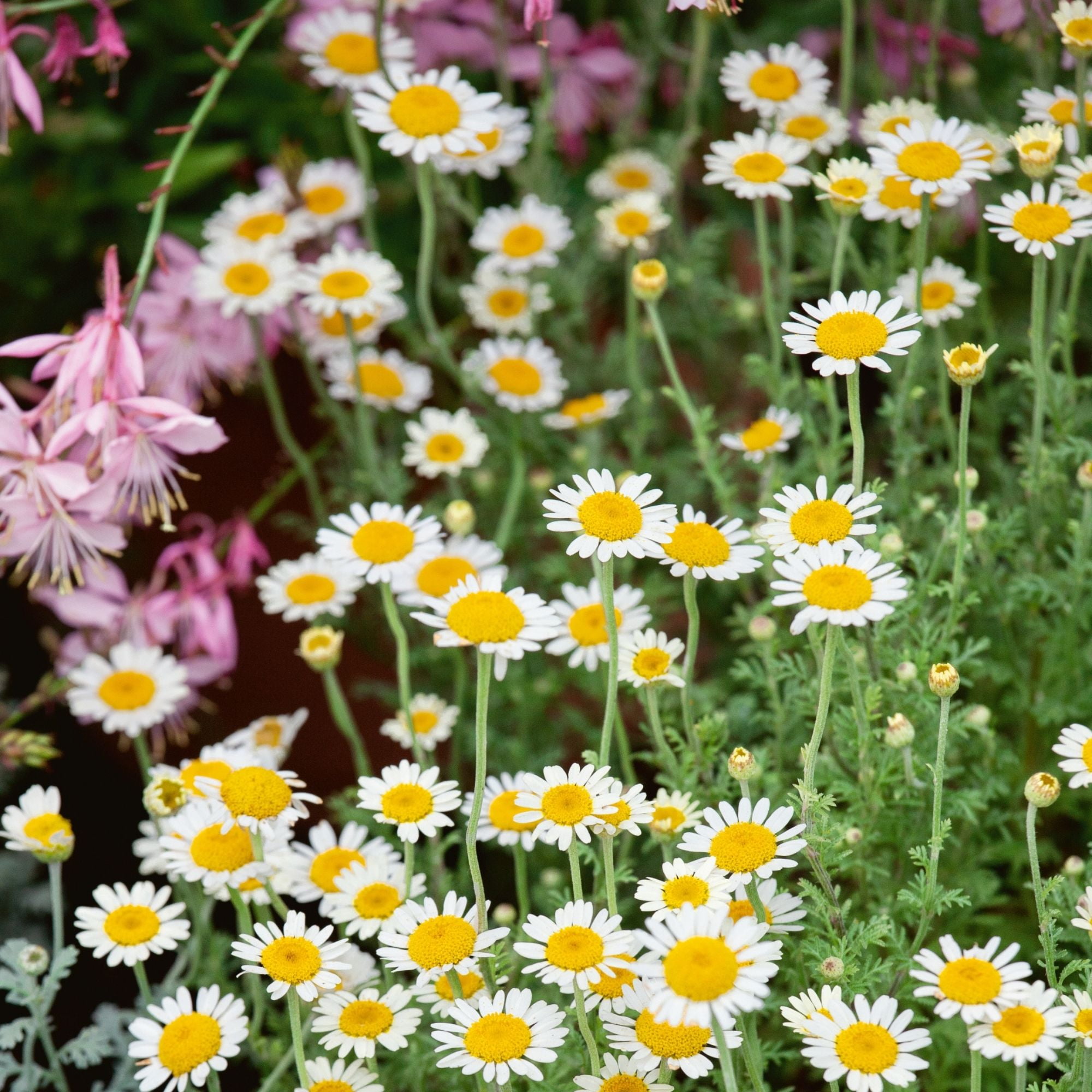 Organic Chamomile, German - 0.25 Oz ~50,000 Seeds - Non-GMO, Open Pollinated - Herbal Tea Garden & Medicinal Herb Gardening Seeds