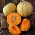 thumbnail image 1 of Organic Charentais Melon Seed - 1 OZ Bulk ~1,100 Seeds - Organic, Non-GMO, Heirloom, Open Pollinated Vegetable / Fruit Gardening Seeds, 1 of 2
