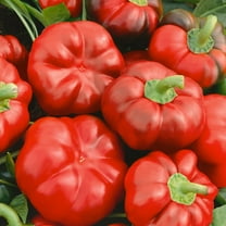 Organic Cheese Red Sweet Pepper Seeds - 250 Mg Packet ~40 Seeds - Non-GMO, Heirloom - Vegetable Garden - Capsicum annuum