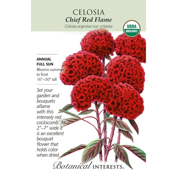 Organic Chief Red Flame Celosia Seeds - 30 Seeds