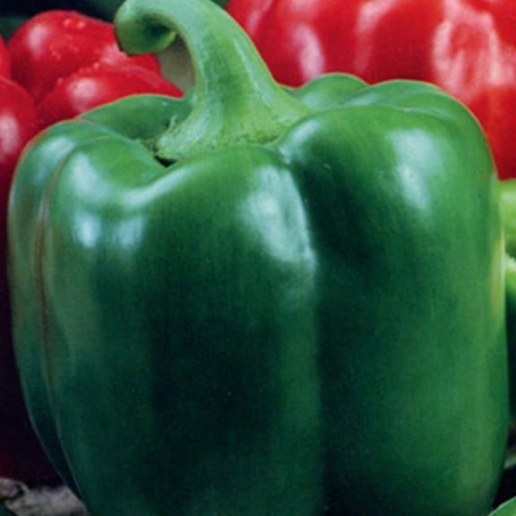 Organic Chinese Giant Sweet Pepper Seed 0.25 Oz 1,250 Seeds Heirloom, Non-GMO Bell Peppers Extra-Large, Thick-Walled Peppers for Slicing, Stuffing, or Roasting High-Yield Variety