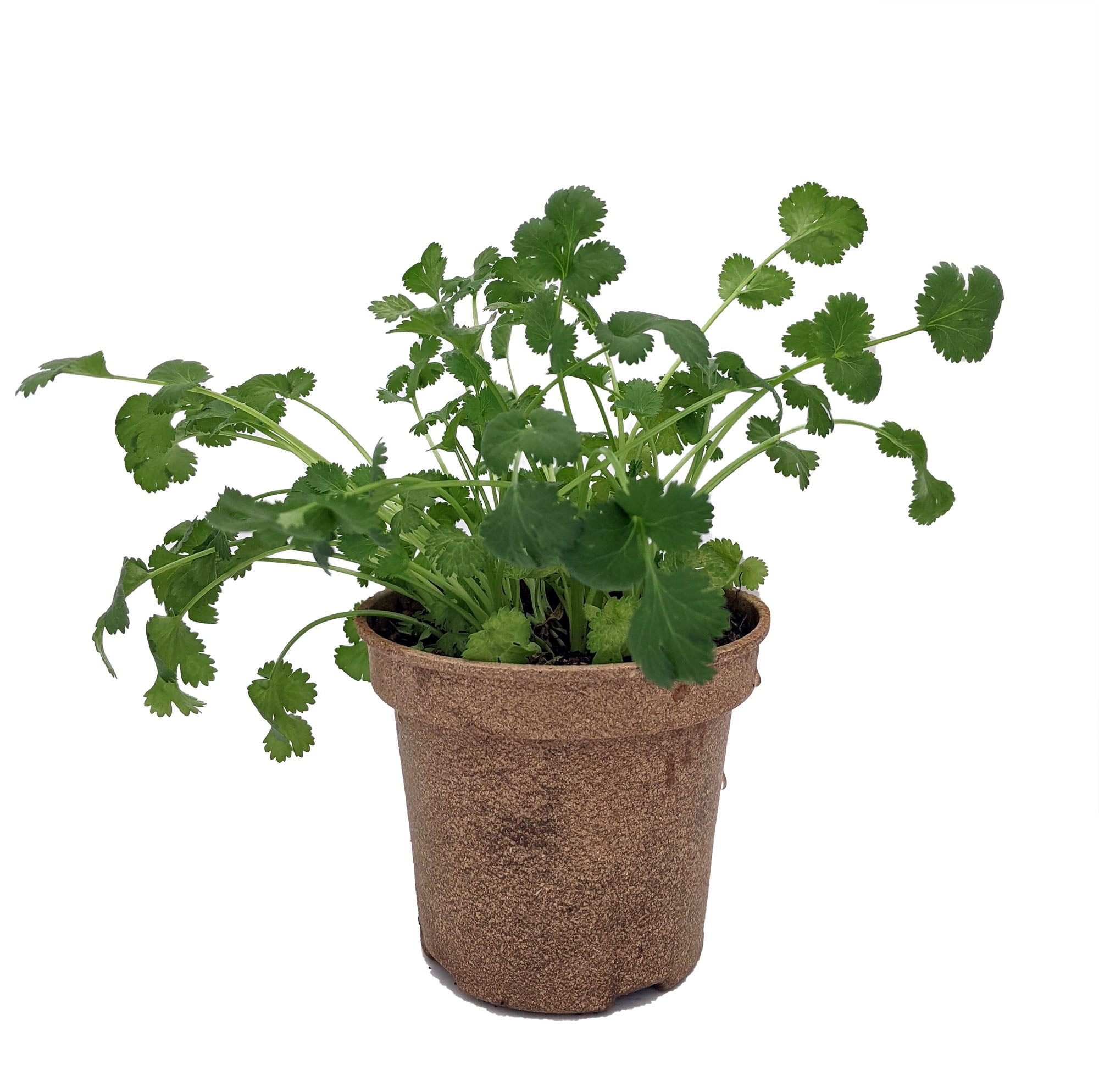 indoor plant decoration Low Maintenance Indoor Plants for Home Decoration – Loveforplants