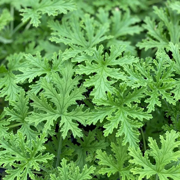 Sevena Geranium